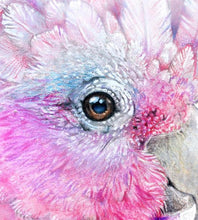 Load image into Gallery viewer, Pink Galah and Banksias Print