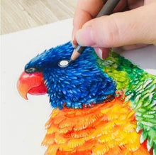 Load image into Gallery viewer, Rainbow Lorikeet and Grevilleas Print