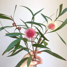 Load image into Gallery viewer, Pink and Grey Galah Scarf